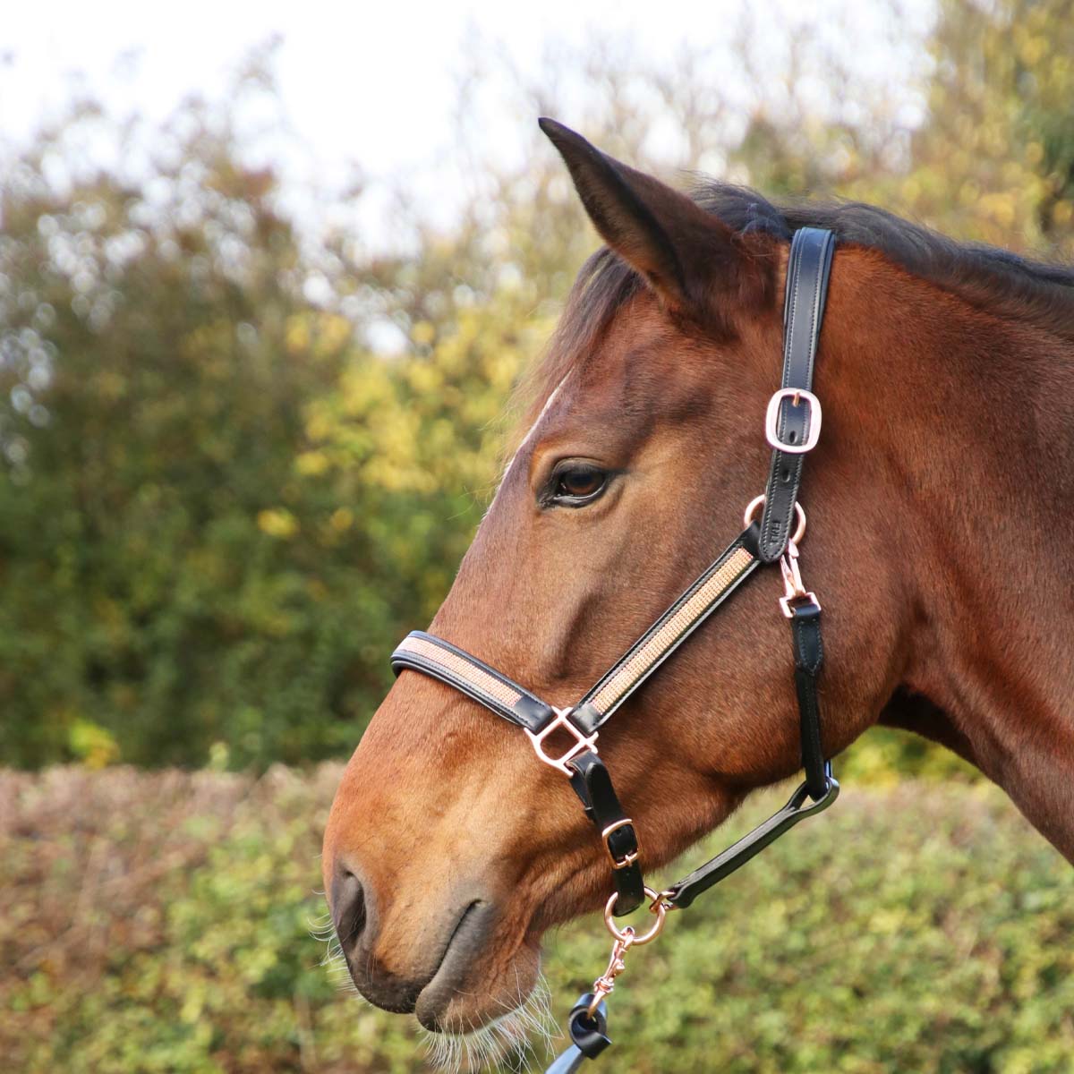 Hy Equestrian Rosciano Rose Gold Head Collar Black
