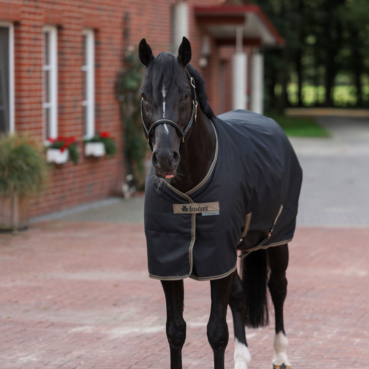 Bucas Freedom 150 Stable Rug Black