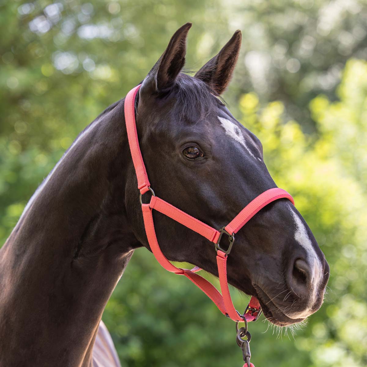 Covalliero Headcollar Coral