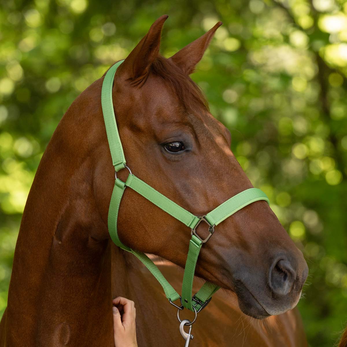 Covalliero Headcollar Green