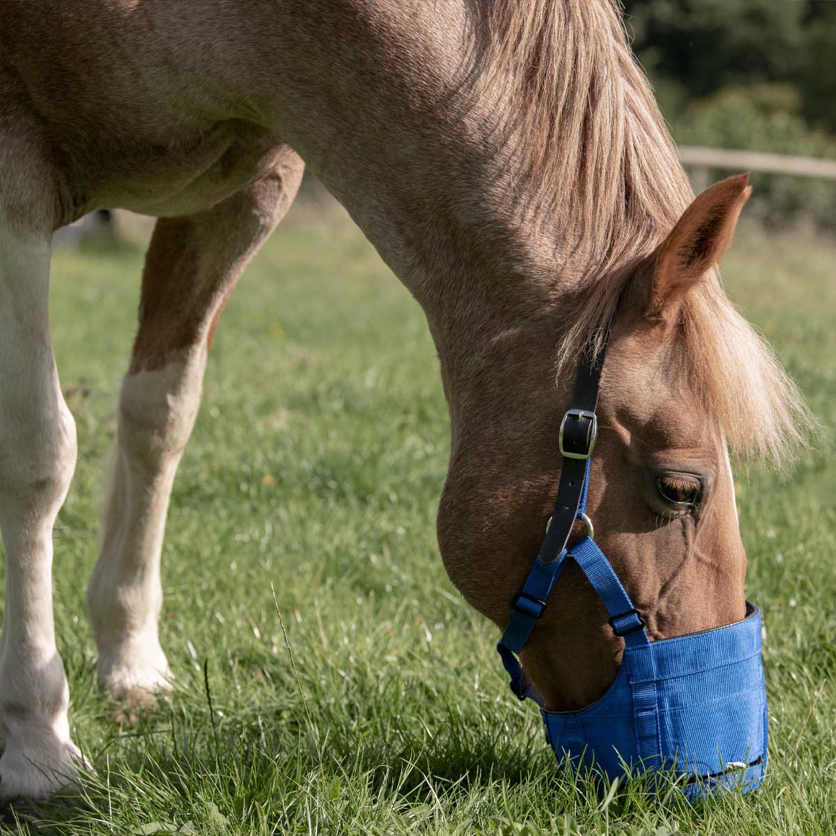 The Ultimate Grazing Muzzle for Horses Extra Full Blue