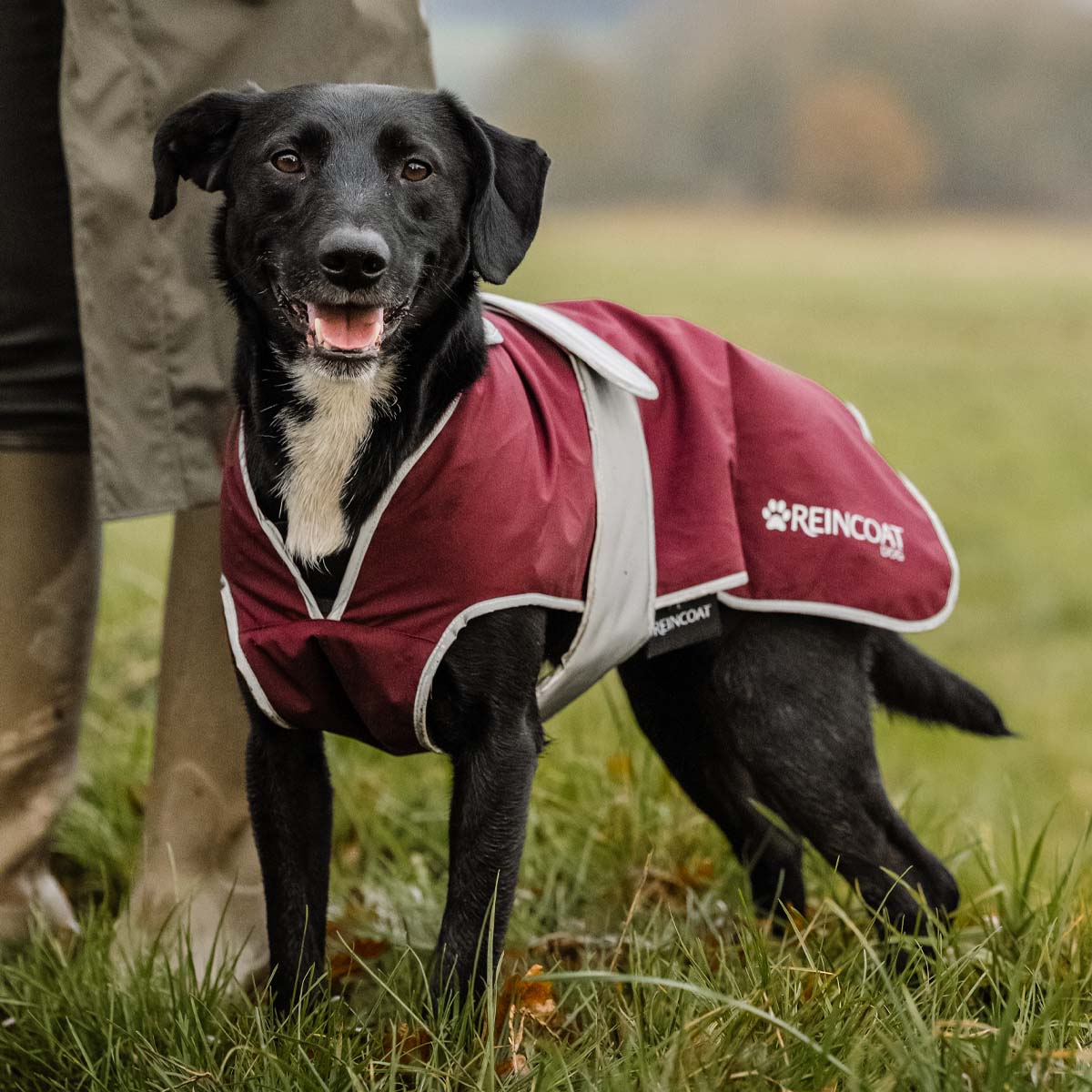 Reincoat Dog Burgundy
