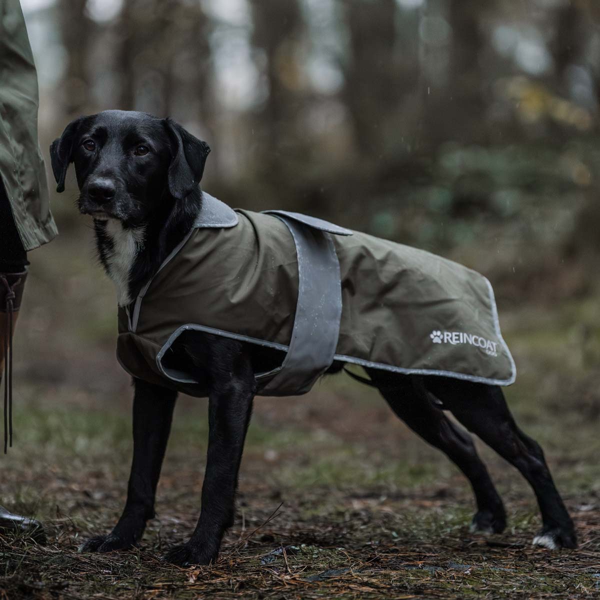Reincoat Dog Green