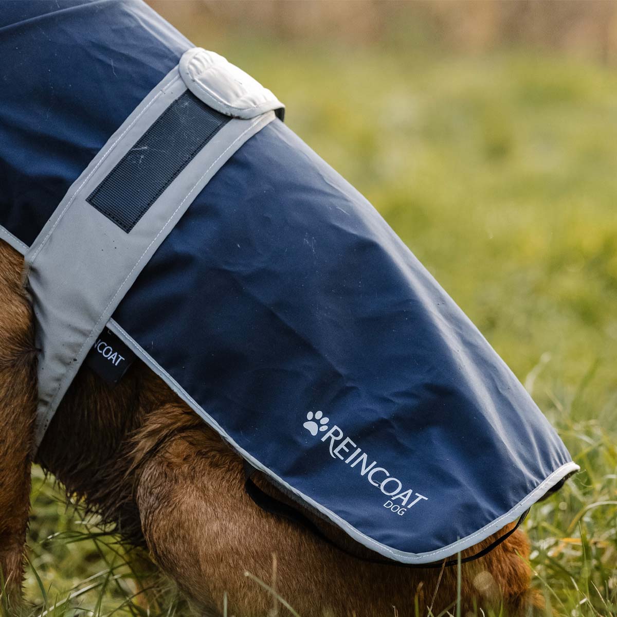 Reincoat Dog Navy Blue