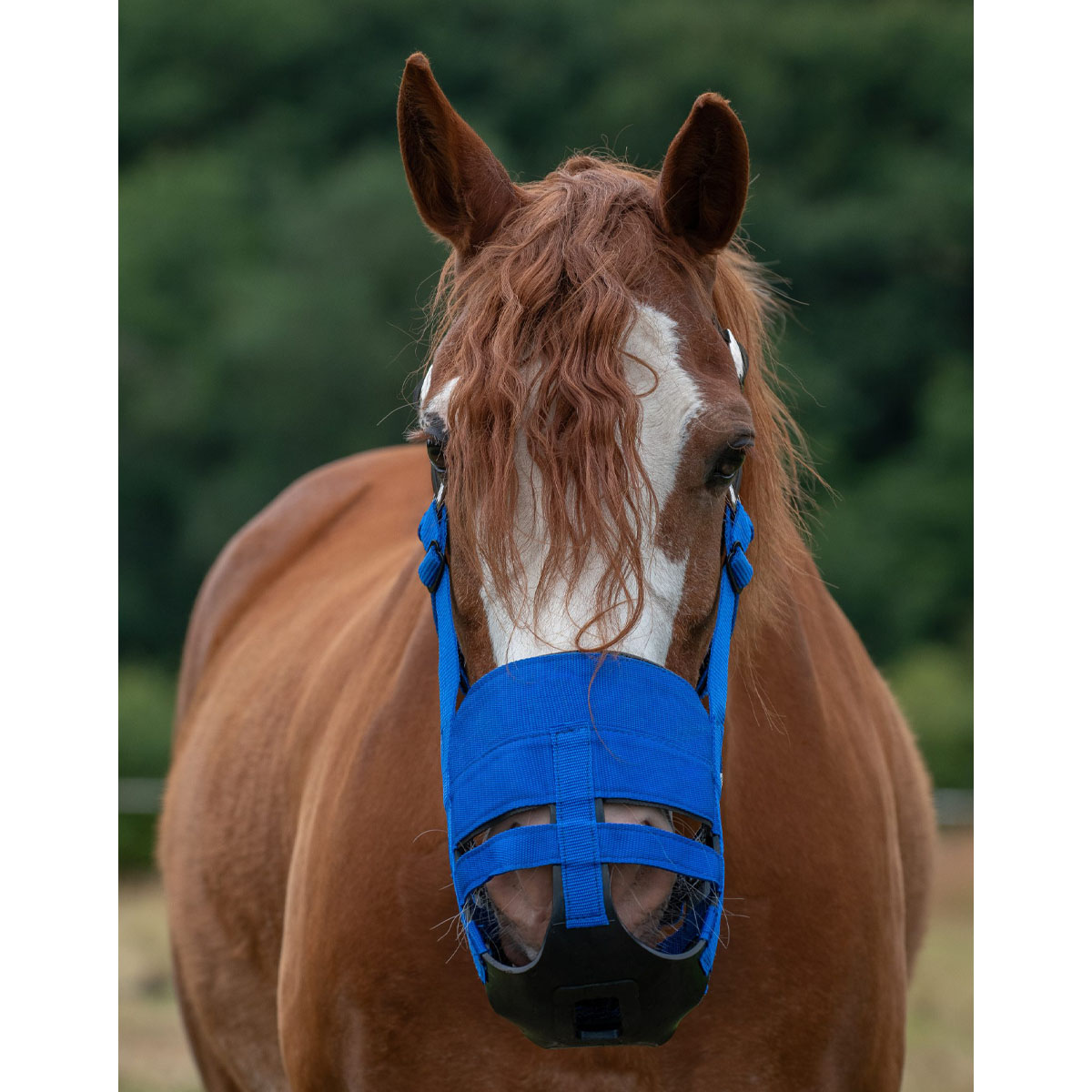 The Ultimate Grazing Muzzle for Horses Size Cob Blue